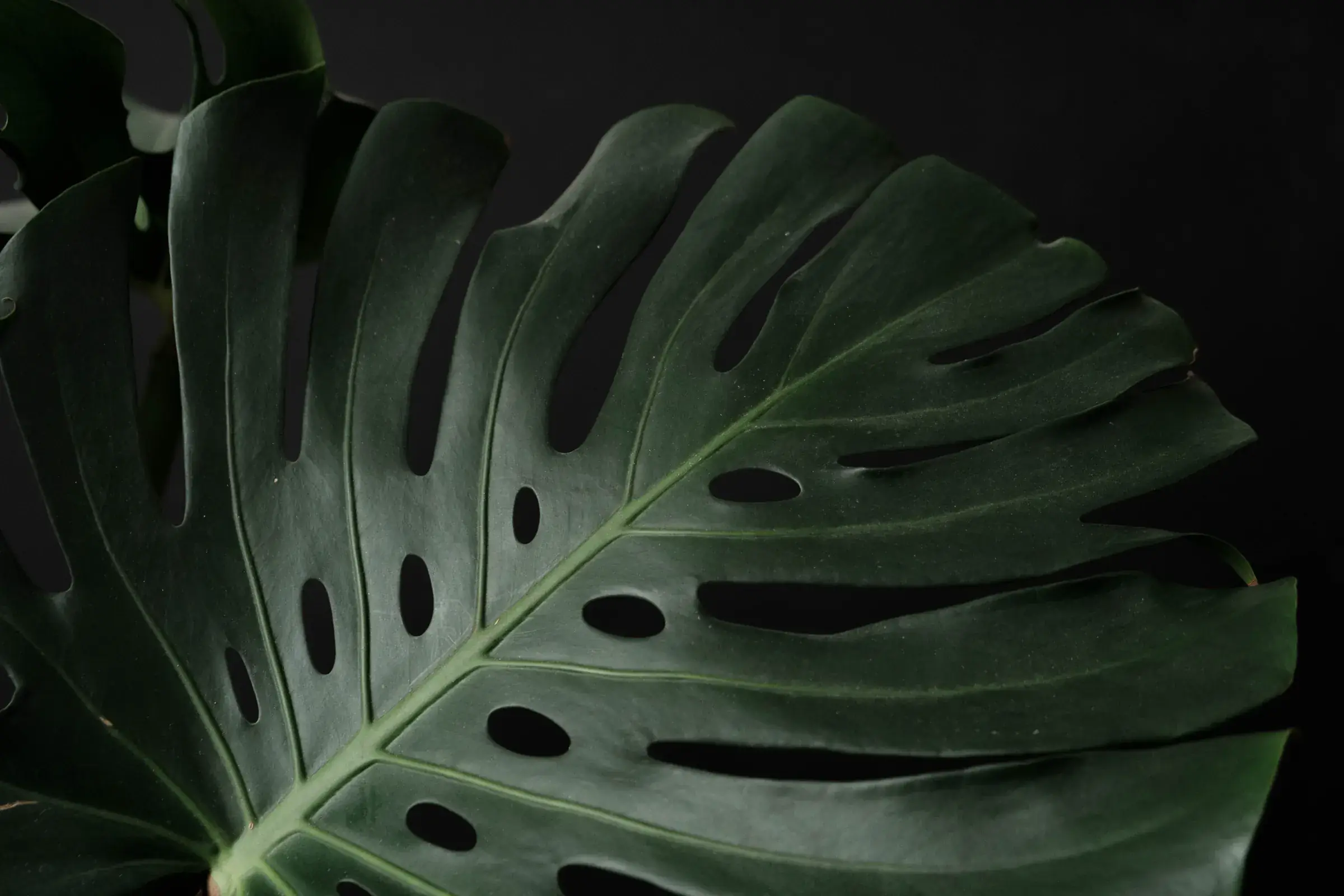 Grande feuille de monstera sur fond sombre