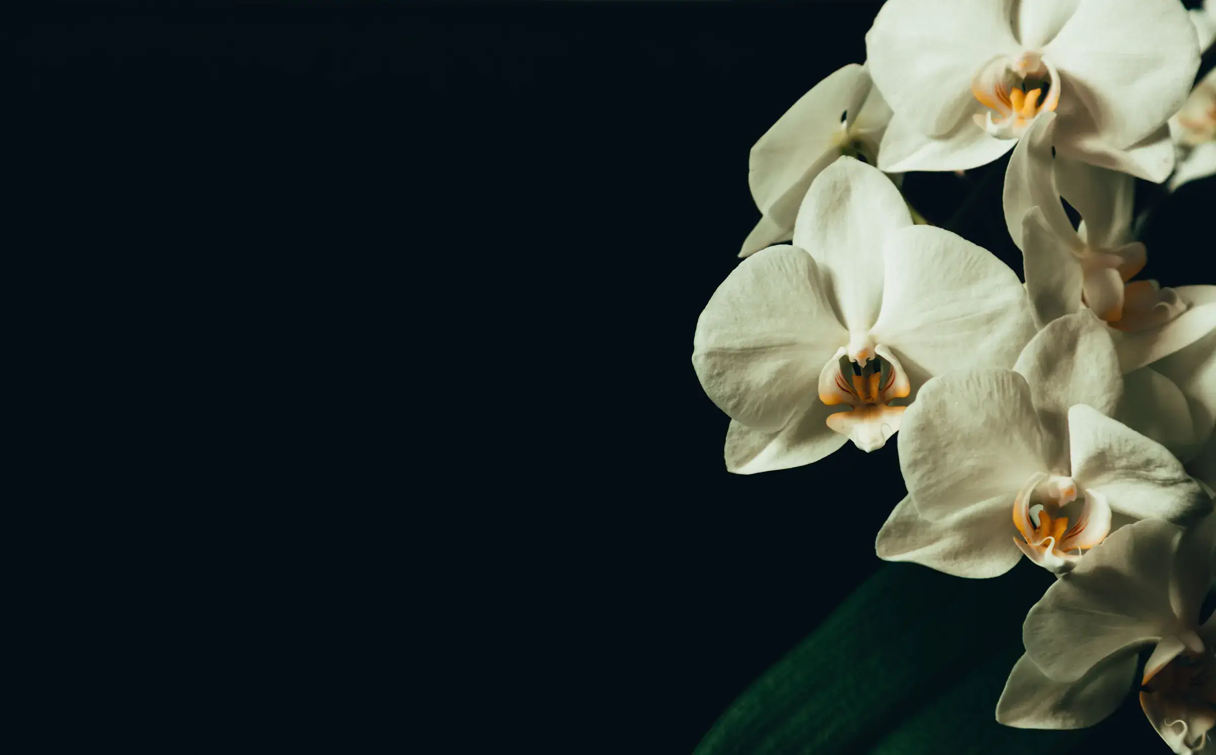 Orchidées blanches sur fond vert sombre